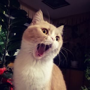 原神同人❌黄动画网站
