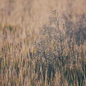 原神同人❌黄动画网站
